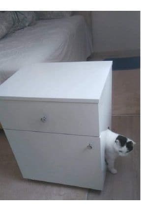 kedi tuvaleti